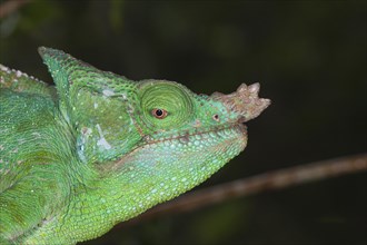 Parson's Chameleon (Calumma parsonii)