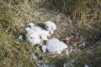 Peregrine falcons (Falco peregrinus)