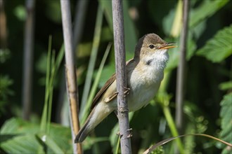 Reed warbler (Acrocephalus scirpaceus) singing on a reed stalk
