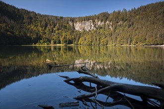 Forest being reflected in lake Feldsee