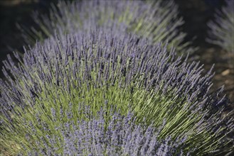 Lavender field
