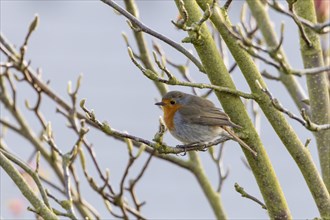 Robin (Erithacus rubecula)