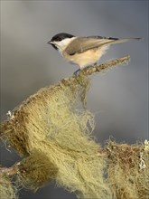 Marsh Tit (Poecile palustris) perched on its song post