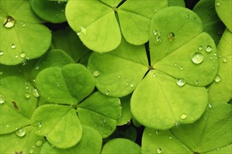 Leaves of the wood sorrel (Oxalis acetosella) with dew drops