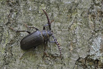 Black longicorn beetle (Spondylis buprestoides)
