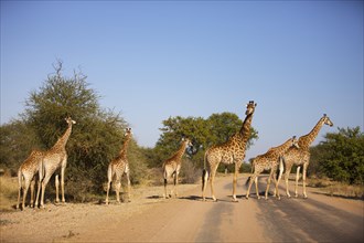 Herd of giraffes (Giraffa camelopardalis) with young