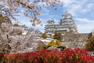 Blossoming cherry trees