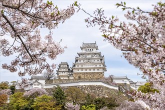 Blossoming cherry trees