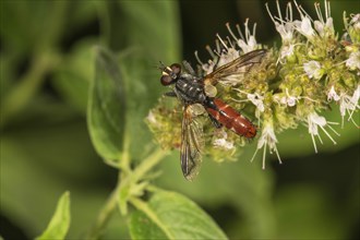 Parasitic fly (Cylindroma bicolor) at horse mint (Mentha longifolia)