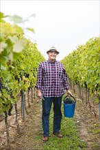 Winemaker or vintner harvesting grapes in his vineyard