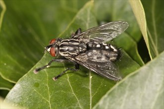 Gray Flesh Fly (Sarcophaga carnaria) Untergroeningen