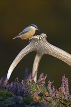 Eurasian Nuthatch (Sitta europaea) perched on its song post