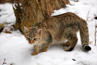 Wildcat (Felis silvestris) in the snow
