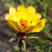 Moss-rose Purslane (Portulaca grandiflora)