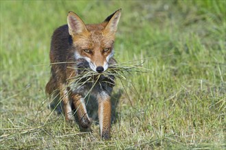 Red fox (Vulpes vulpes) with prey
