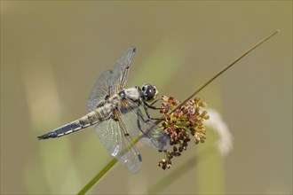 Four-Spotted Chaser (Libellula quadrimaculata)