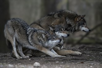 Three Grey Wolves(Canis lupus)
