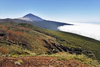 Canary Island pines (Pinus canariensis) in volcanic landscape