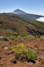 Flowering flixweed (Descurainia bourgaeana) in volcanic landscape
