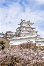 Blossoming cherry trees