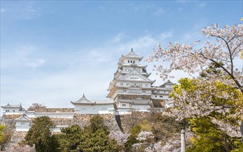 Blossoming cherry trees