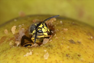 German wasp (Vespula germanica) in a hole of a pear