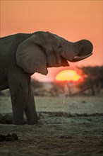 African elephant (Loxodonta africana) drinking at a waterhole at sunset
