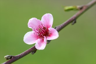 Peach blossom (Prunus persica)