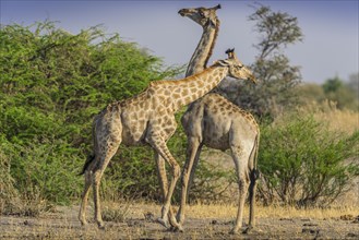 Angolan Giraffes (Giraffa camelopardalis angolensis)