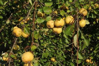 Wild Pears (Pyrus pyraster)
