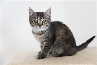 Young tabby domestic cat