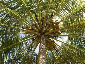 Coconut palm (Cocos nucifrea)