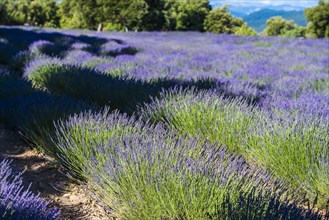 Lavender field