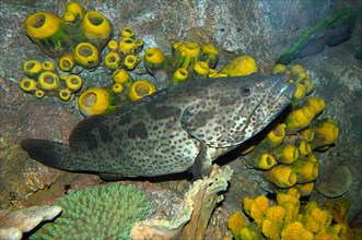 Malabar Grouper or Greasy Grouper (Epinephelus malabaricus)