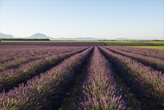 Lavender field