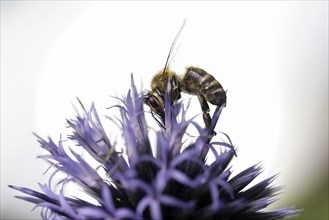 Bee (Apis) collecting pollen on a globe thistle (Echinops)