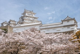 Blossoming cherry trees