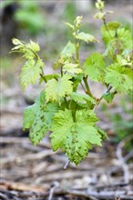 Eriophyes vitis (Colomerus vitis) on infected leaves of a vine
