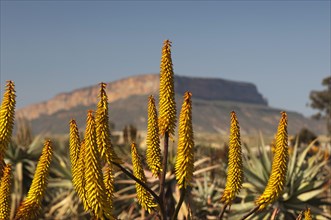 Cape Aloe (Aloe ferox) in front of Gifberg or Poison Mountain