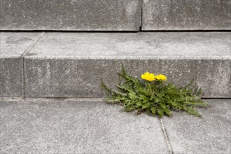 Dandelion (Taraxacum) growing out of the joint of a concrete staircase
