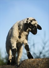 Black and white lamb standing on a rock