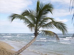 Palm (Arecaceae) on the beach of Punta Uva