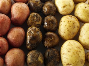 Mixed fresh potatoes