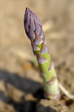 English asparagus growing in the field