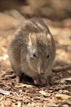 Long-nosed potoroo (Potorous tridactylus) adult