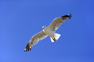 Silver Gull (Larus novaehollandiae)