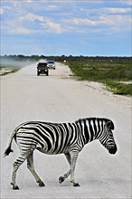 Plains Zebra (Equus quagga) crossing road