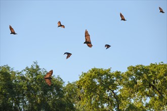 Madagascar Flying Foxes (Pteropus rufus) in flight