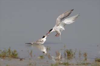 Common Tern (Sterna hirundo)
