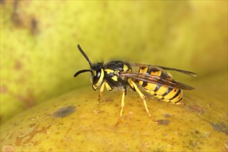 German wasp (Vespula germanica) on a pear